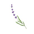 Lavender, French flower. Lavanda stem, Provence floral plant with lavendar blooms. Aromatic blossomed lavandula