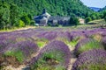 Lavender in front of the abbaye de Senanque in Provence Royalty Free Stock Photo