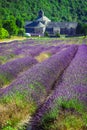 Lavender in front of the abbaye de Senanque in Provence Royalty Free Stock Photo