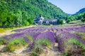 Lavender in front of the abbaye de Senanque in Provence