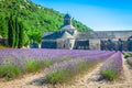 Lavender in front of the abbaye de Senanque in Provence Royalty Free Stock Photo