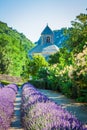 Lavender in front of the abbaye de Senanque in Provence Royalty Free Stock Photo