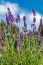 Lavender in full bloom with its beautiful purple color flowers against blue skies. Purple lavender plant background. Royalty Free Stock Photo