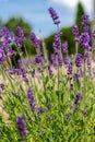 Lavender in full bloom with its beautiful purple color flowers against blue skies. Purple lavender plant background. Royalty Free Stock Photo