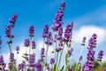 Lavender in full bloom with its beautiful purple color flowers against blue skies. Purple lavender plant background. Royalty Free Stock Photo