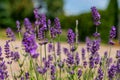 Lavender in full bloom with its beautiful purple color flowers against blue skies. Purple lavender plant background. Royalty Free Stock Photo