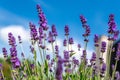 Lavender in full bloom with its beautiful purple color flowers against blue skies. Purple lavender plant background. Royalty Free Stock Photo