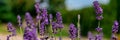 Lavender in full bloom with its beautiful purple color flowers. Purple lavender plant banner. Royalty Free Stock Photo