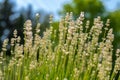 Lavender in full bloom with its beautiful white color flowers. White lavender plant background. Royalty Free Stock Photo