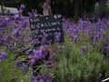 Lavender by the gallons