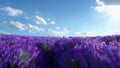 Lavender Garden with Blue Sky and Clouds as background. Footage 4K.