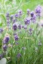 Lavender in the garden Royalty Free Stock Photo