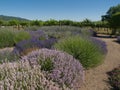 Lavender Garden with Vineyard