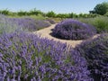 Lavender Garden with Vineyard