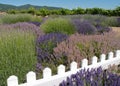 Lavender Garden with Vineyard