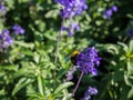 Lavender in garden and the wasp collect nectar of flower Royalty Free Stock Photo