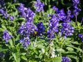 Lavender in garden and the wasp collect nectar of flower