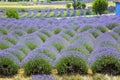 Lavender Gardens in Kuyucak Village of Isparta.