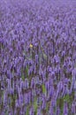 Lavender giant hyssop Agastache foeniculum