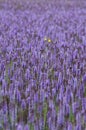 Lavender giant hyssop Agastache foeniculum