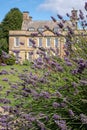 Lavender growing at Bourton House Garden, Bourton-on-the-Hill in the Cotswolds, Gloucestershire. Boughton House in the background.