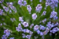 Lavender growing bush with flowers close up in summer field at s Royalty Free Stock Photo