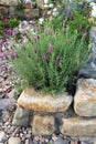 Lavender growing in a cottage garden.