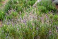 Lavender growing in a field