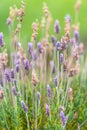 Lavender growing in a field