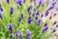 Lavender flower field in fresh summer nature colors on blurred background. Wonderful summer nature closeup Royalty Free Stock Photo