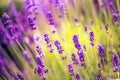 Lavender flower field in fresh summer nature colors on blurred background. Wonderful summer nature closeup Royalty Free Stock Photo