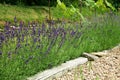 Lavender growing on the vine, protects vine bushes against parasites and diseases.