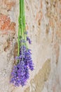 Lavender hanging on a stone wall Royalty Free Stock Photo