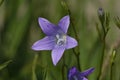 Lavender harebells wild flowers, campanula rotundifolia Royalty Free Stock Photo