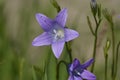 Lavender harebells wild flowers, campanula rotundifolia Royalty Free Stock Photo