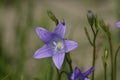 Lavender harebells wild flowers, campanula rotundifolia Royalty Free Stock Photo