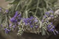 Lavender Royalty Free Stock Photo