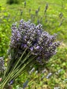 lavender, harvested lavender flowers, purple flowers of fragrant lavender, summer harvest Royalty Free Stock Photo