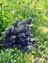 lavender, harvested lavender flowers, purple flowers of fragrant lavender, summer harvest Royalty Free Stock Photo