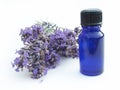 Lavender with herb