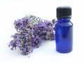 Lavender with herb Royalty Free Stock Photo