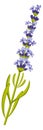 Lavender herb. Blue flowers on green stem. Aroma botany