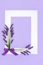 Lavender Herb Flower Abstract Floral Background Border Royalty Free Stock Photo