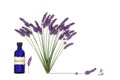 Lavender Herb Flower Aromatherapy Essential Oil Floral Design Royalty Free Stock Photo