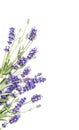 Lavender herb flower bunchwhite background Floral border Royalty Free Stock Photo