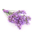 Lavender Herb Flower Posy Royalty Free Stock Photo