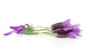 Lavender Herb Flower Posy Royalty Free Stock Photo