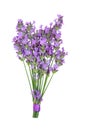 Lavender Herb Flower Posy Royalty Free Stock Photo