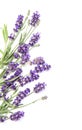 Lavender herb flower white background Floral border Royalty Free Stock Photo