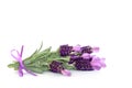 Lavender Herb Flowers Royalty Free Stock Photo